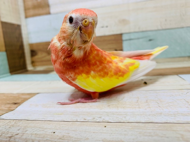 アキクサインコ（秋草インコ）