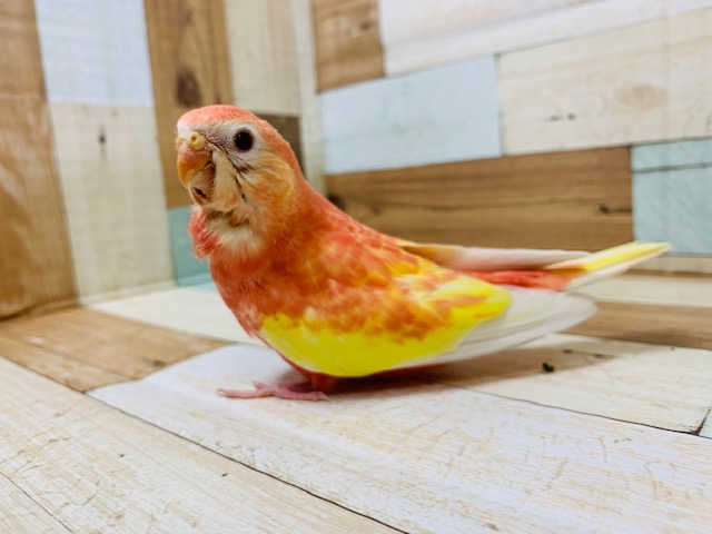 アキクサインコ（秋草インコ）