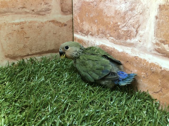 コザクラインコ（小桜インコ）