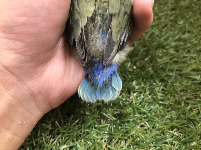 コザクラインコ（小桜インコ）