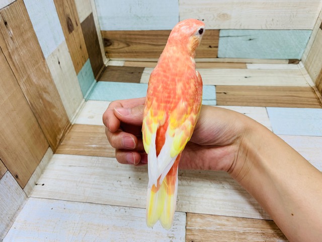 アキクサインコ（秋草インコ）