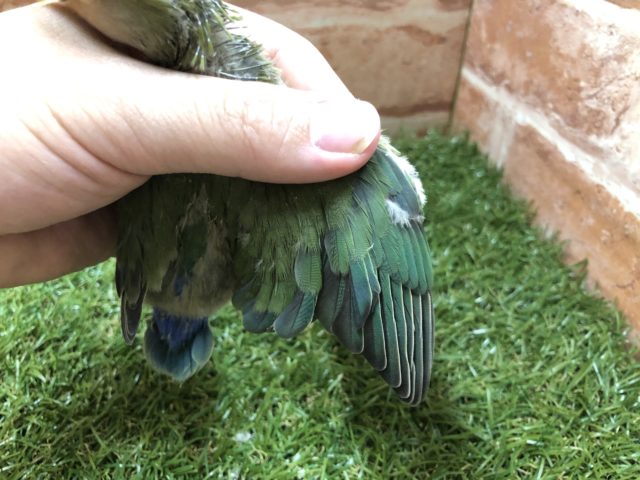 コザクラインコ（小桜インコ）