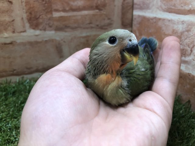 コザクラインコ（小桜インコ）