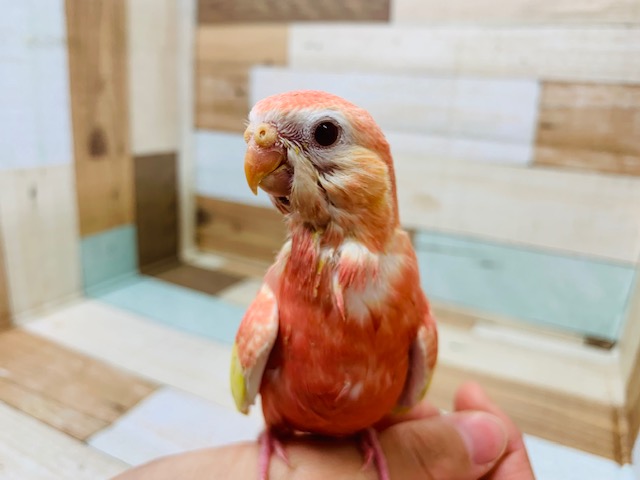 アキクサインコ（秋草インコ）