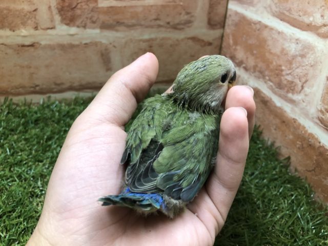 コザクラインコ（小桜インコ）