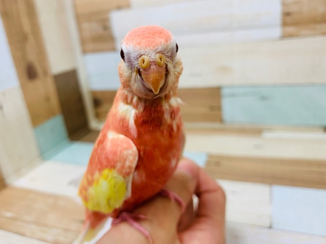 アキクサインコ（秋草インコ）