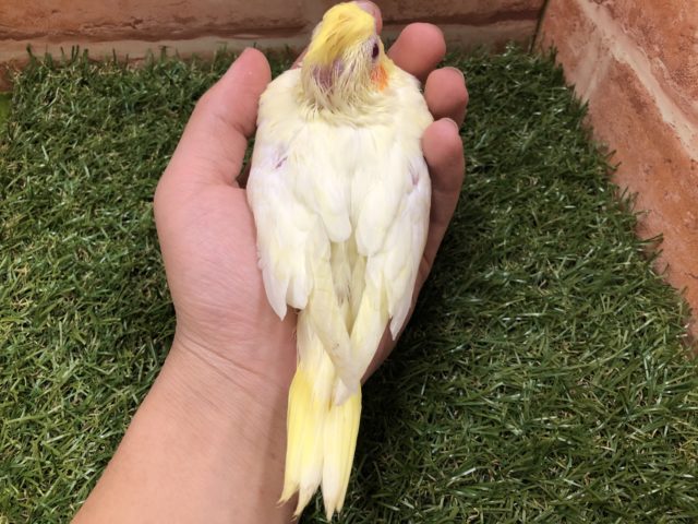 オカメインコ