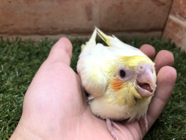 オカメインコ