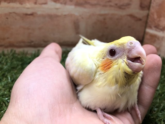 オカメインコ