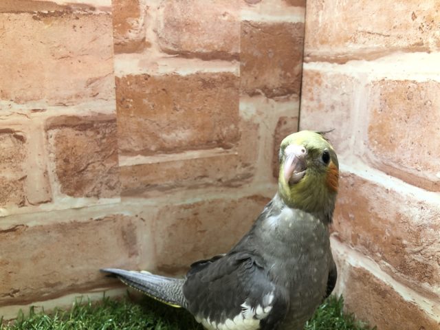 オカメインコ