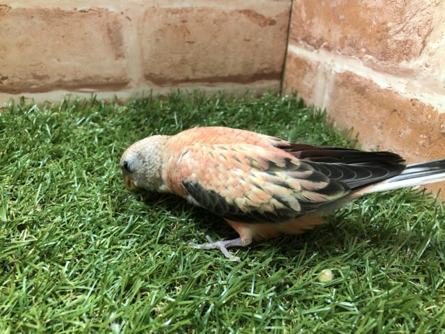 アキクサインコ（秋草インコ）