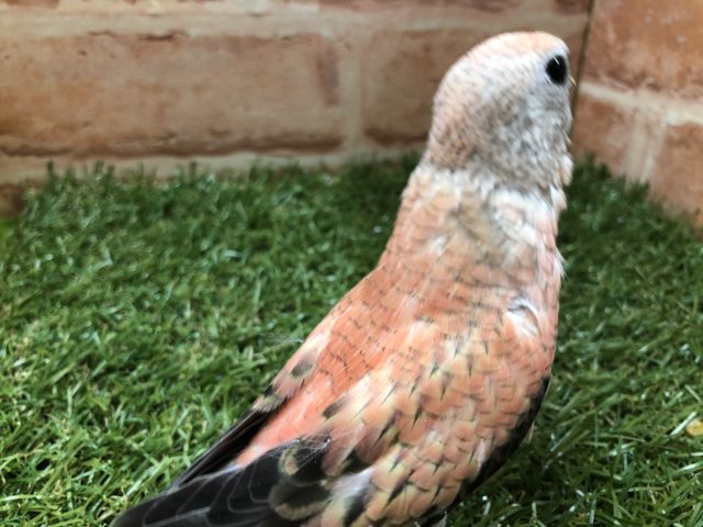 アキクサインコ（秋草インコ）