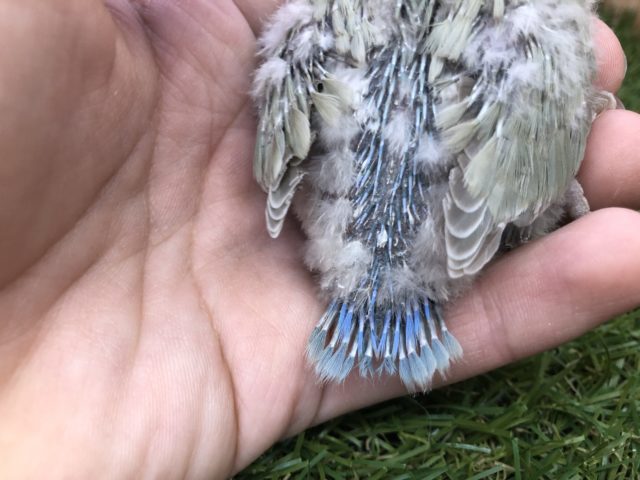 コザクラインコ（小桜インコ）