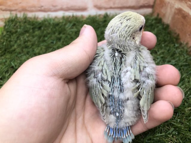 コザクラインコ（小桜インコ）