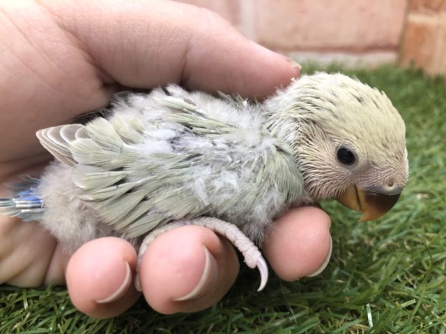 コザクラインコ（小桜インコ）