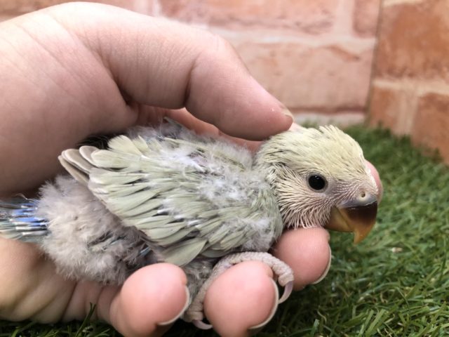 コザクラインコ（小桜インコ）