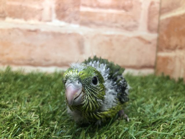 サザナミインコ