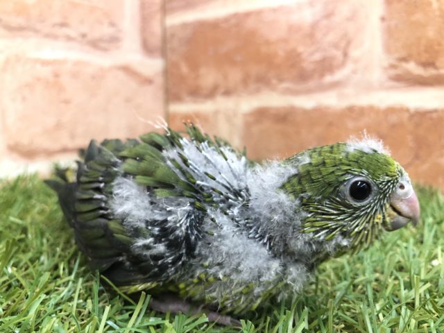 サザナミインコ