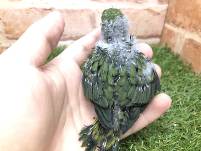 サザナミインコ