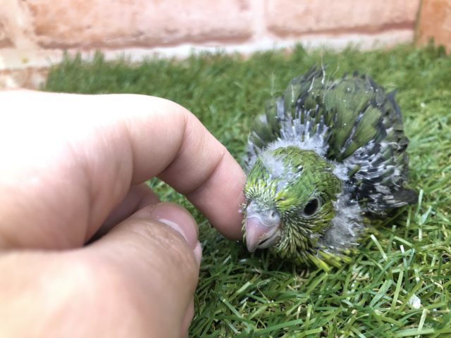 サザナミインコ