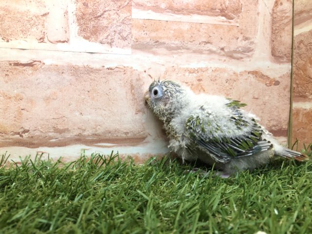 ホオミドリウロコインコ