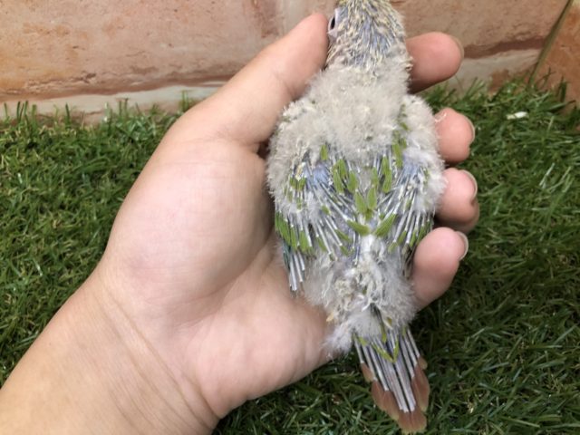 ホオミドリウロコインコ