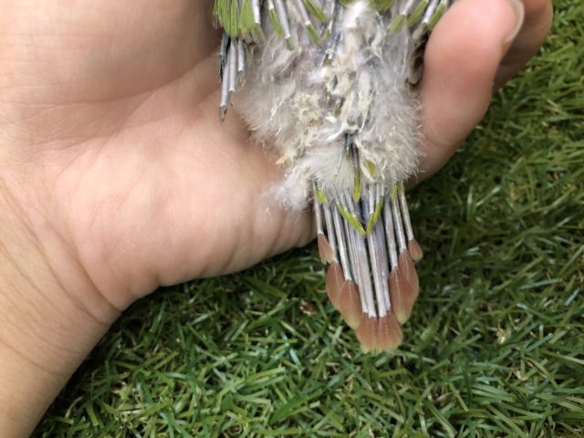 ホオミドリウロコインコ