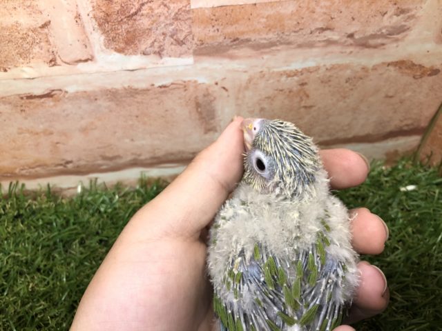 ホオミドリウロコインコ
