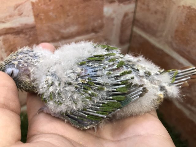 ホオミドリウロコインコ