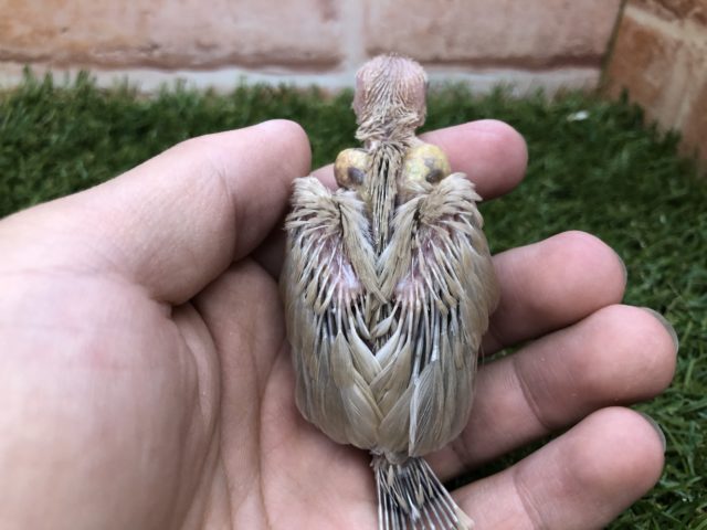 シナモン文鳥