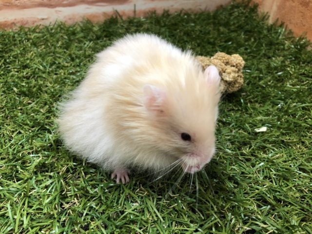 ゴールデンハムスター