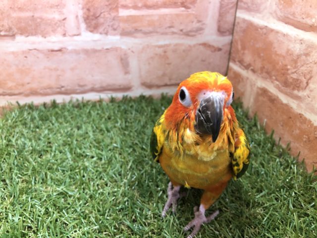 コガネメキシコインコ