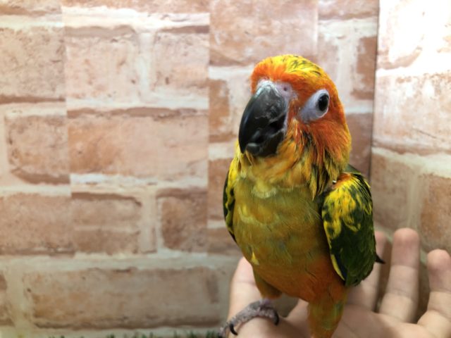 コガネメキシコインコ