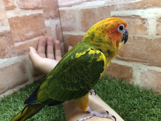 コガネメキシコインコ