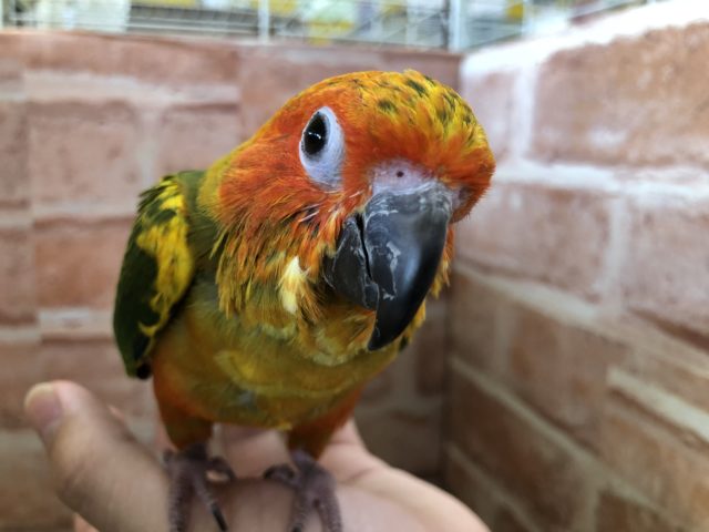 コガネメキシコインコ