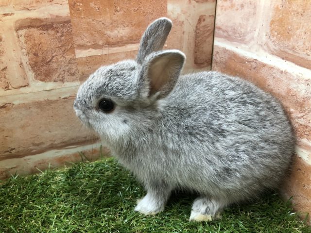 ネザーランドドワーフ