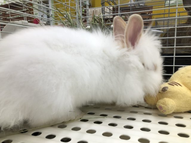 ライオンラビット