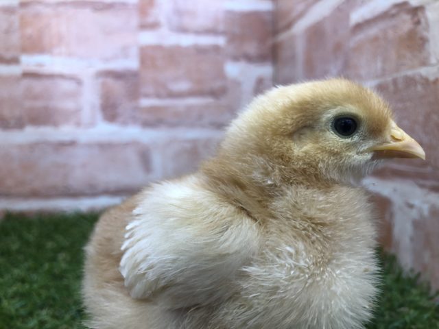 ボリスブラウン