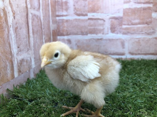 ボリスブラウン