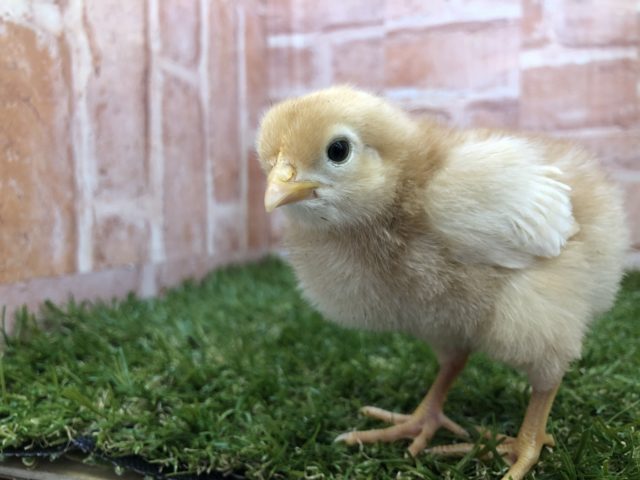 ボリスブラウン