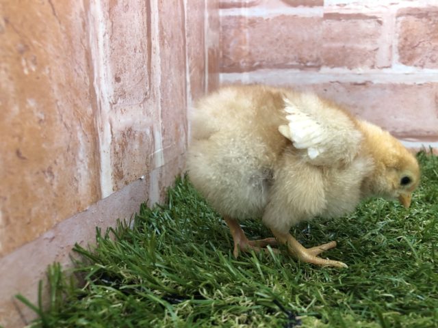 ボリスブラウン