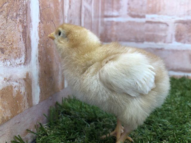 ボリスブラウン