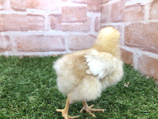 ボリスブラウン