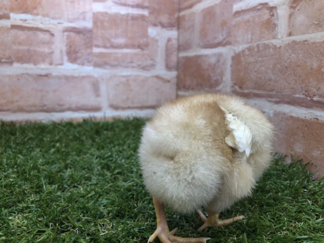 ボリスブラウン