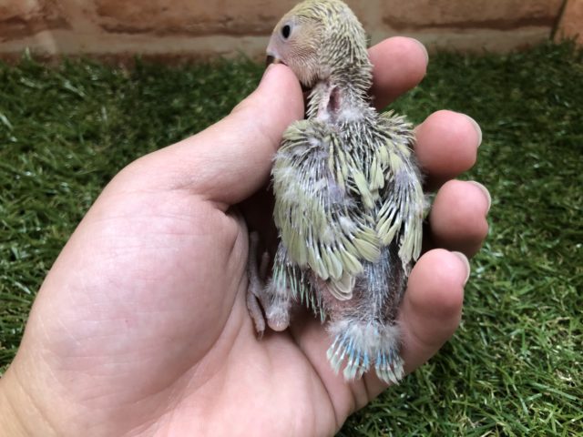 コザクラインコ（小桜インコ）