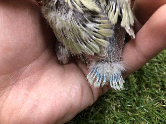 コザクラインコ（小桜インコ）