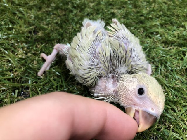 コザクラインコ（小桜インコ）