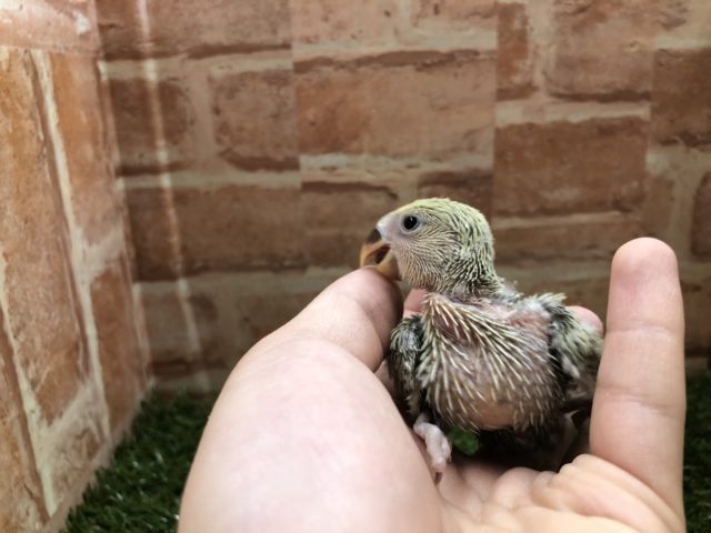 コザクラインコ（小桜インコ）