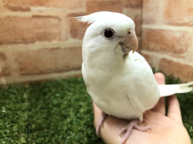 オカメインコ