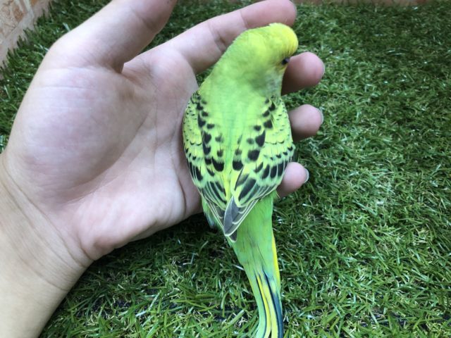セキセイインコ